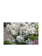 Lagerstroemia ' Love Virgin' 19cm