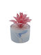 Sukkulente Pflanze in Topf Rosa 13cm Uncle George