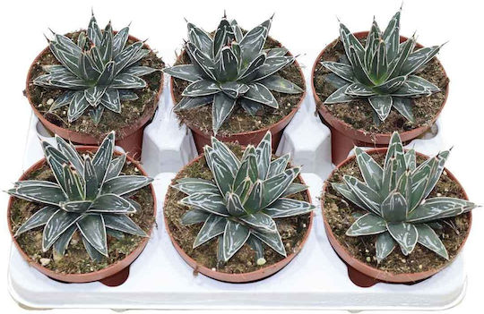 Agave Victoriae-reginae 13cm