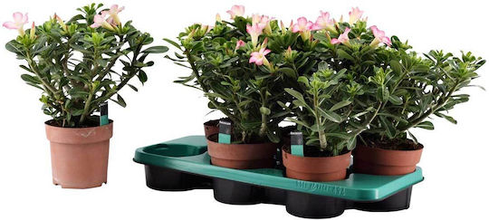 Adenium Obesum 'pink Star' 13cm