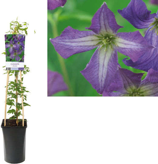 Clematis Viticella