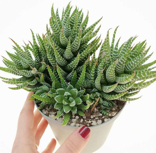 Haworthia Fasciata Big Band Reinwardtii