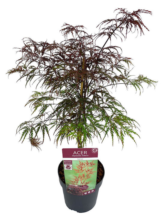 Acer Palmatum Garnet