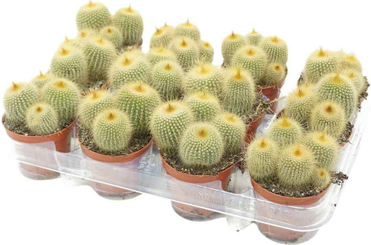 Notocactus Leninghausii 8,5cm