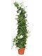 Oem Chiotiko Jasmine Jasminum Grandiflorum 7 Lt 175/200