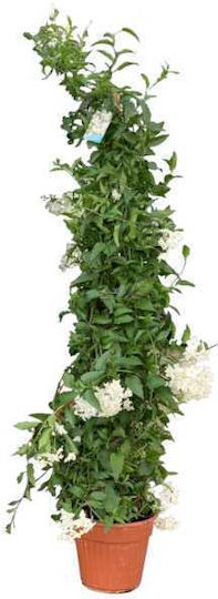 Oem Chiotiko Jasmin Jasminum Grandiflorum 7 Lt 175/200 Oem Chiotiko Jasmin Jasminum Grandiflorum 7 Lt 175/200