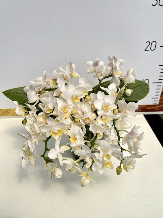 Phalaenopsis Limited White 10 Stems