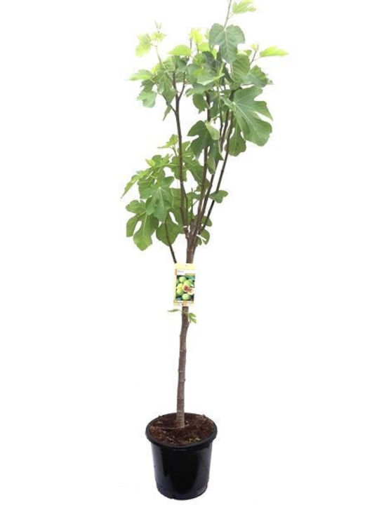 Oem Συκιά Δέντρο Ficus Carica 18 Lt 6-8