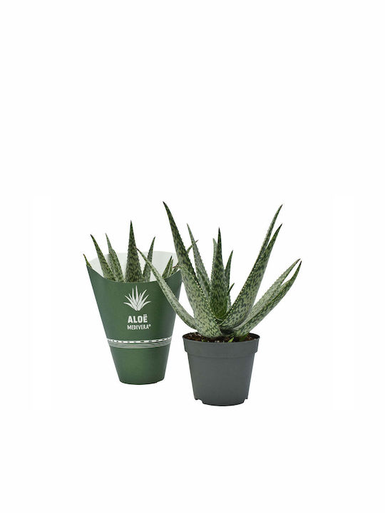 Aloe Medivera 'meridiaan' 14cm