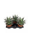 Agave Shaka Zulu Label Blue Glow