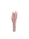 Dried Plant Pink 20pcs