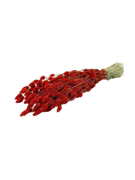 Dried Plant Phalaris Red 1pcs