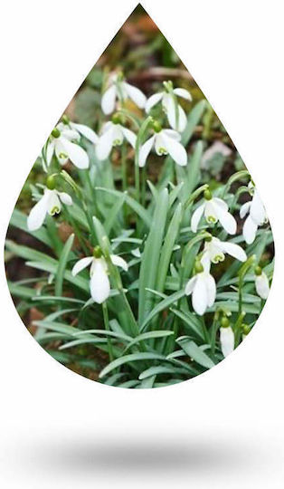 Anaplasis Aromatisches Öl Nachtkerze 100ml 1Stück ana-000068-127