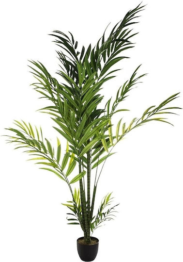Areca-Palme in Topfpflanze 235cm Atmosphera