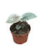 Anthurium Luxurians