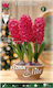 Flora Elite Луковици Hyacinthus Розово детско столче за кола 3бр