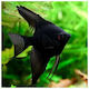Σκαλάρι Black Velvet 3cm