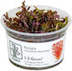 Tropica Rotundifolia Lebende Aquariumspflanze R...