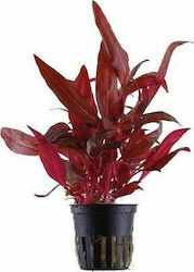 Tropical Alternanthera Live Aquarium Plant