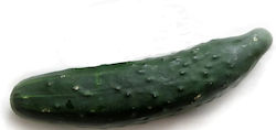 Cucumber Long Seed 4 gr (12672) - Variety with long, cylindrical green fruit with bumps on the surface, mature.