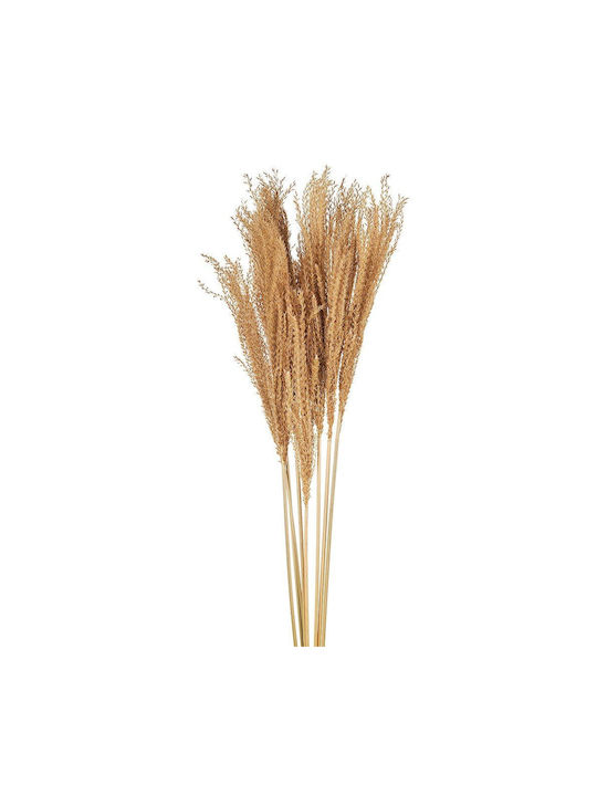 Dried Plant Grass 1pcs