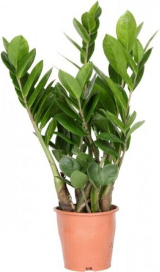 Zamioculcas Zamiifolia 3+lăstari