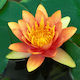 Lebende Aquariumspflanze Nymphäen-Lotus