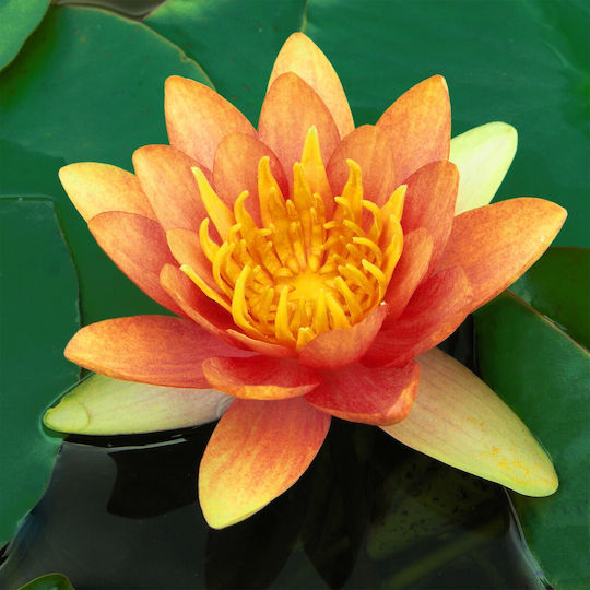 Lebende Aquariumspflanze Nymphäen-Lotus
