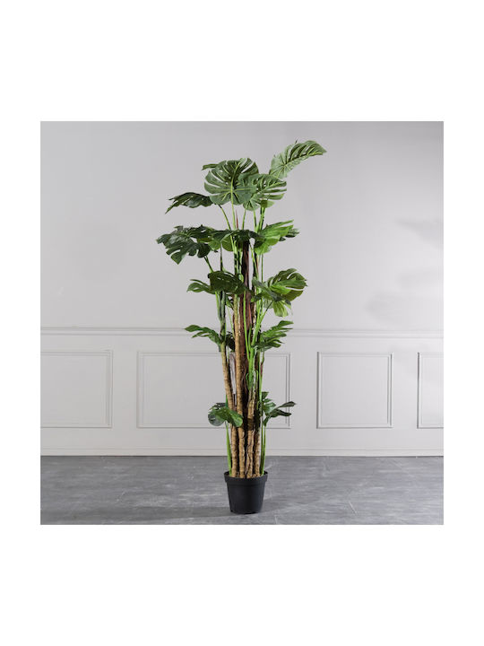 Μονστέρα Εξωτερικού Χώρου 195cm Supergreens