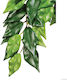 Exo Terra Ficus Small