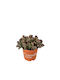 Crassula 'schmidtii' White 12cm