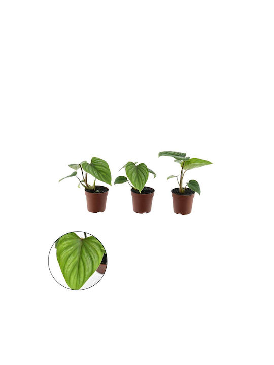 Philodendron Mamei 7cm