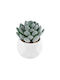 Globostar Artificial Garden Succulent Sedeveria 21001 Decorative Plant Succulent Sedeveria H9.5cm