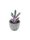 Artificial Plant in Small Pot Succulent Crassula Green 11cm GloboStar