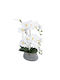 Globostar Künstliche Garten Weiße Orchidee 21120 Dekorative Pflanze Weiße Orchidee H43cm