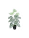 Globostar? Artificial Garden Caladium 20908 Διακοσμητικό Φυτό Καλάδια Υ75cm