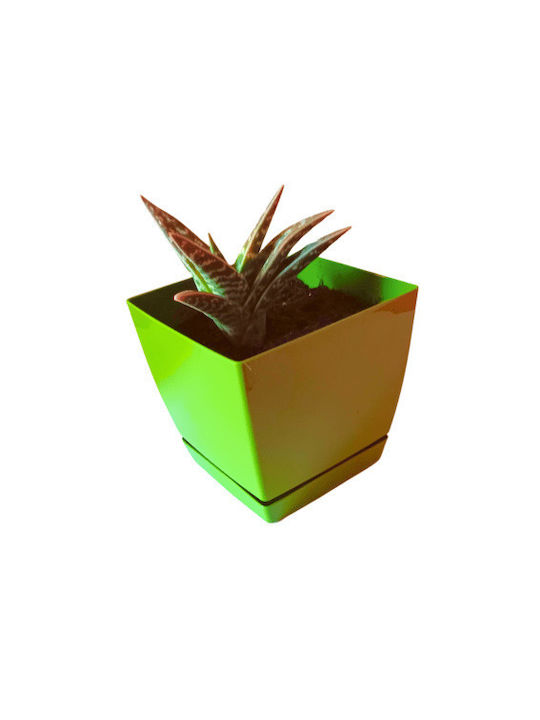 Aloe Tiger Green