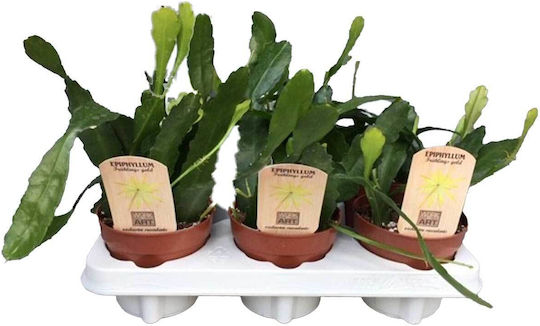 Epiphyllum 'Frühlings Gold' 12cm