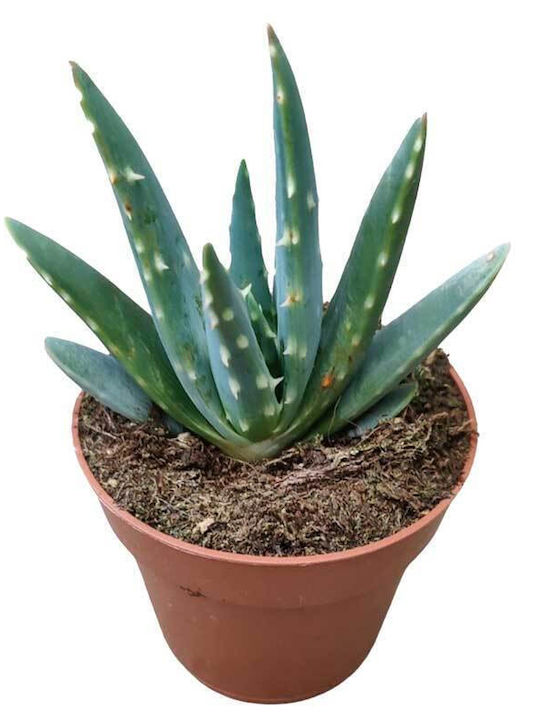 Aloe Gariepensis 8,5 cm