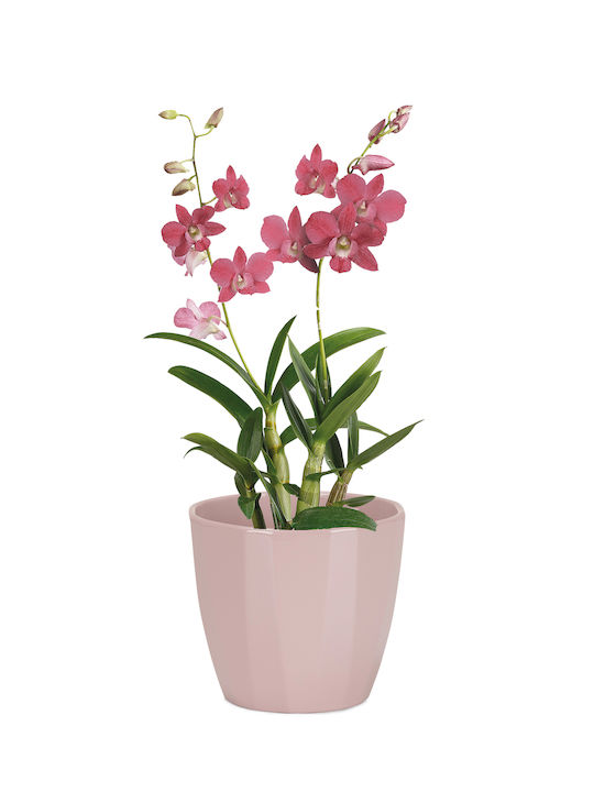 Scheurich Elegance Pot Pink