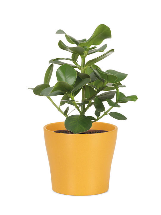 Scheurich Plant Pot Ceramic Yellow