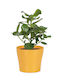 Scheurich Planter Ceramic Yellow 13x13cm.