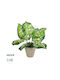 Globostar Artificial Garden Dieffenbachia Potted Plant 20897 Διακοσμητικό Φυτό Διεφενμπάχια Φ40 X Υ33cm