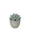 Globostar Artificial Garden Succulent Sedeveria Potted Plant 21016 Decorative Plant Sedeveria Φ7 X H8cm