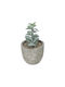Globostar Artificial Garden Succulent Sedeveria Potted Plant 21027 Διακοσμητικό Φυτό Σεδεβέρια Φ5 X Υ11cm