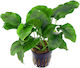 Anubias Barteri Var Barteri