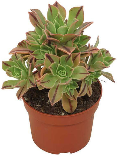 Aeonium 'red Stripe' 10.5cm