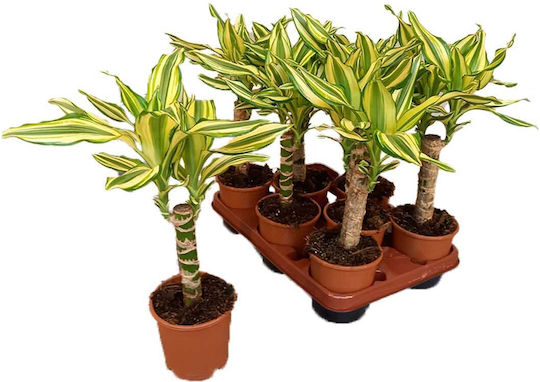 Dracaena 'yellow Coast' 12cm