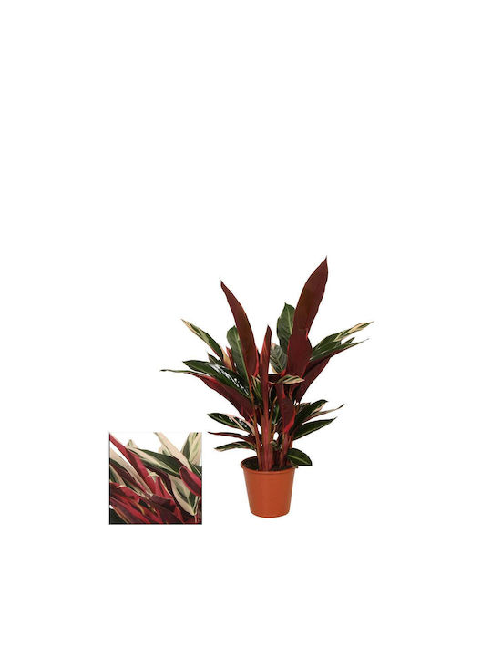 Stromanthe ‘triostar’ 19cm
