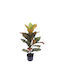 Ficus In Topfpflanze 75cm Marhome